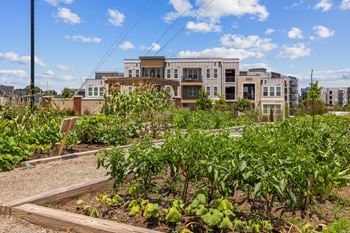 Community garden